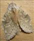 1999 (71.009) Lobster Moth